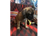 bullmastiff puppies for sale gumtree